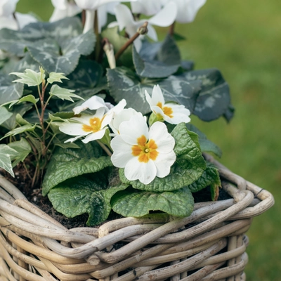Grey Willow Small Window Box Planter ‘Fresh Greens & Whites - image 4