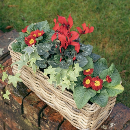 Grey Willow Small Window Box Planter ‘Rich Red' - image 3