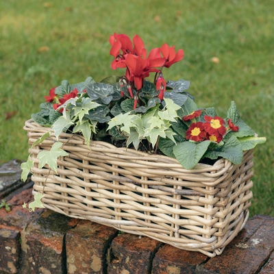 Grey Willow Small Window Box Planter ‘Rich Red'