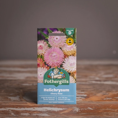 Helichrysum Silvery Rose - image 1