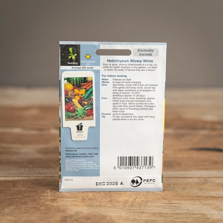 Helichrysum Silvery White - image 2