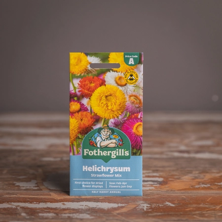 Helichrysum Strawflower Mix - image 1