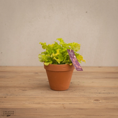 Creative Gardens Heuchera - Mixed - 12cm
