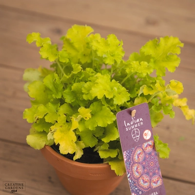 Creative Gardens Heuchera - 12cm - Mixed - image 2