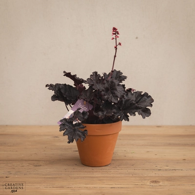 Creative Gardens Heuchera - Mixed - 12cm
