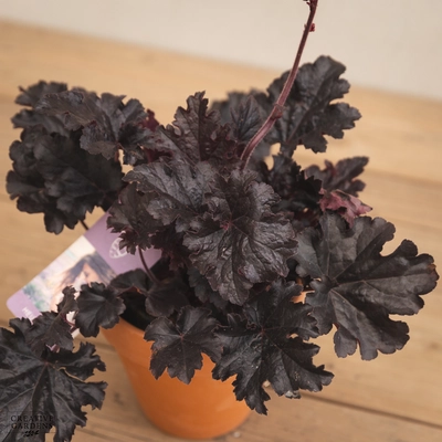 Creative Gardens Heuchera - Mixed - 12cm