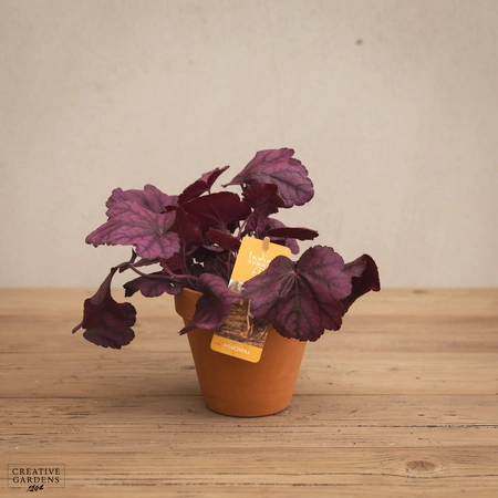 Creative Gardens Heuchera - Mixed - 12cm
