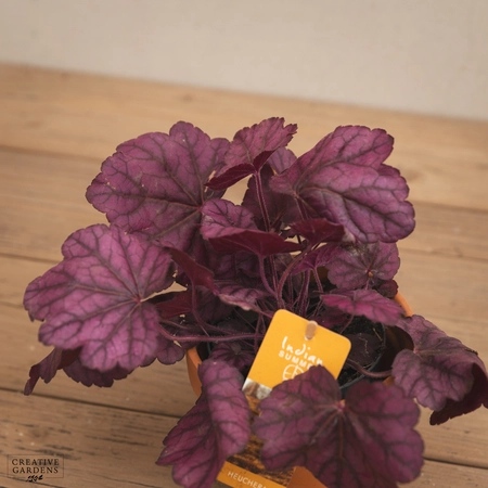 Creative Gardens Heuchera - Mixed - 12cm