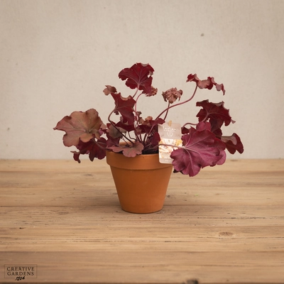 Creative Gardens Heuchera - Mixed - 12cm