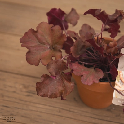Creative Gardens Heuchera - Mixed - 12cm