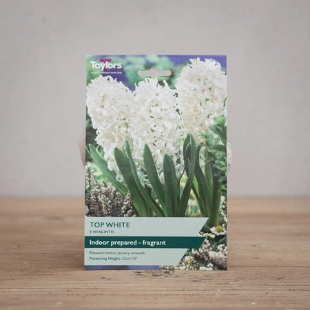 Indoor Hyacinth Top White
