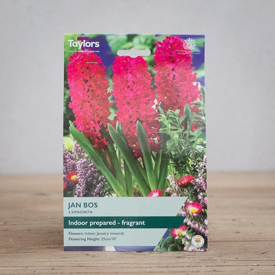 Indoor Prepared Hyacinth Jan Bos