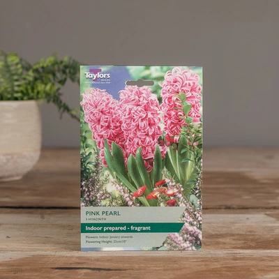 Indoor Prepared Hyacinth Pink Pearl