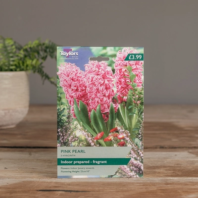 Indoor Prepared Hyacinth Pink Pearl