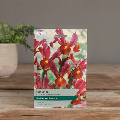 Iris Hollandica Red Ember