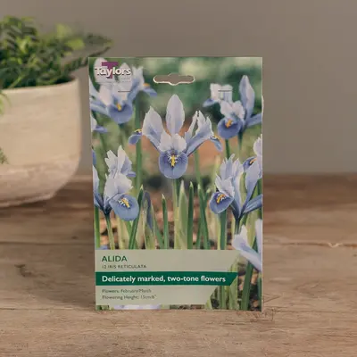 Iris Reticulata Alida