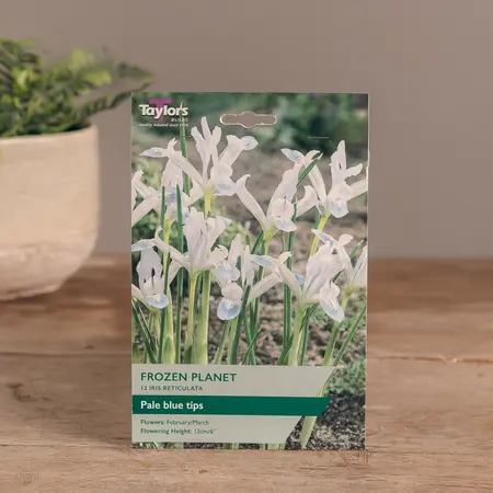 Iris Reticulata Frozen Planet