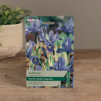 Iris Reticulata Harmony