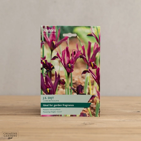 Iris Reticulata J S Dijt