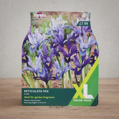 Iris Reticulata Mixed