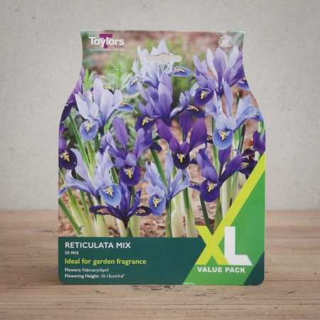 Iris Reticulata Mixed