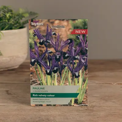 Iris Reticulata Pauline