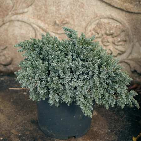 Juniperus Blue Star 3.5L - image 1