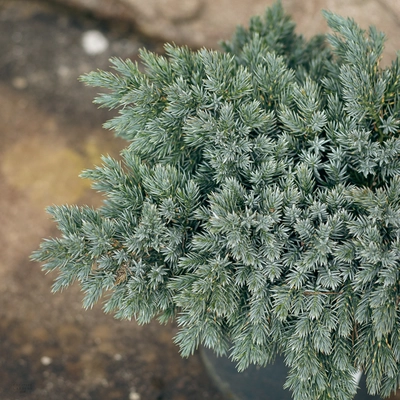 Juniperus Blue Star 3.5L - image 2