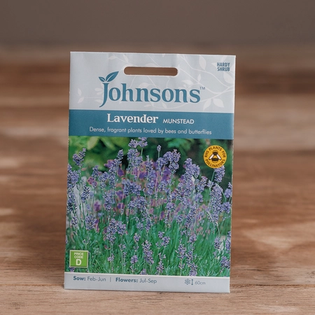 Lavender Munstead - image 1