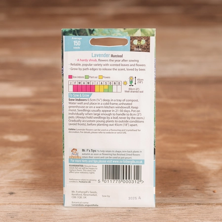 Lavender Munstead - image 2