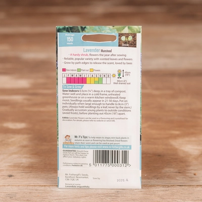 Lavender Munstead - image 2