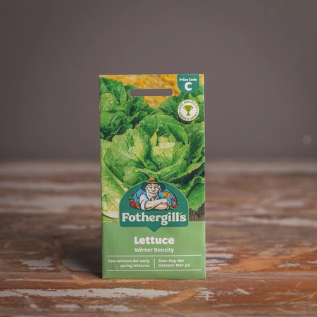 Lettuce Winter Density - image 1