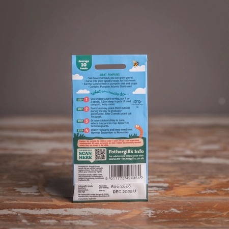 Lg Giant Pumpkins - image 2