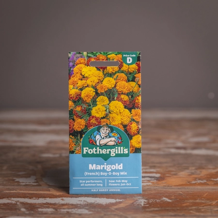 Marigold (French) Boy-O-Boy Mix - image 1