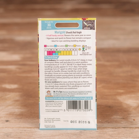 Marigold (French) Red Knight - image 2