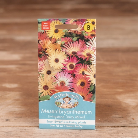 Mesembryanthemum Livingstone Daisy Mixed - image 1