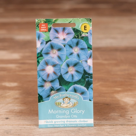 Morning Glory Grandpa Otts - image 1