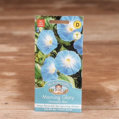Morning Glory Heavenly Blue - image 1