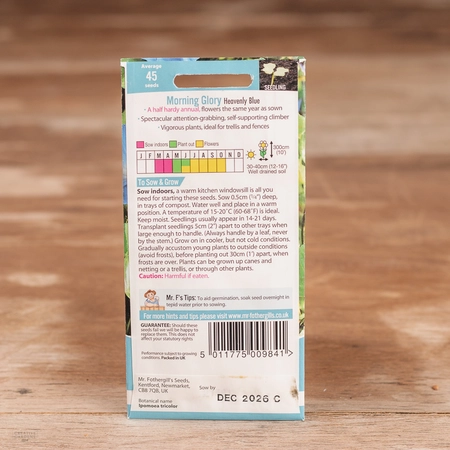Morning Glory Heavenly Blue - image 2