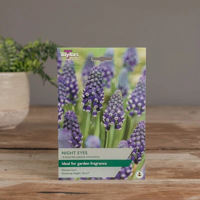 Muscari Night Eyes