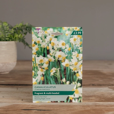 Narcissi Canaliculatus