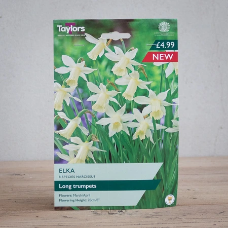 Narcissi Elka