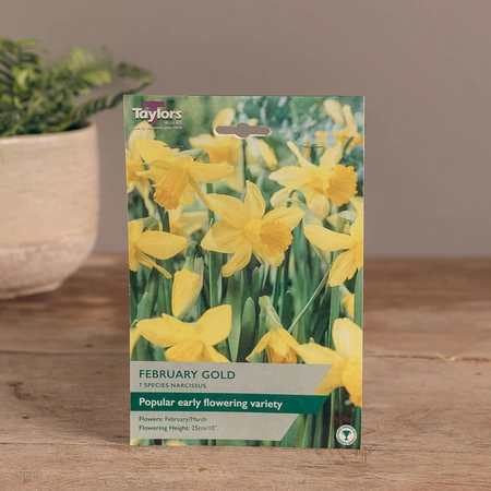 Narcissi February Gold