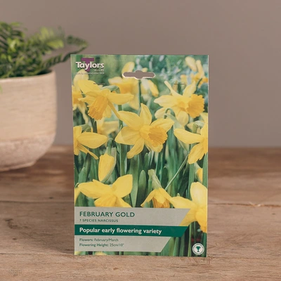 Narcissi February Gold