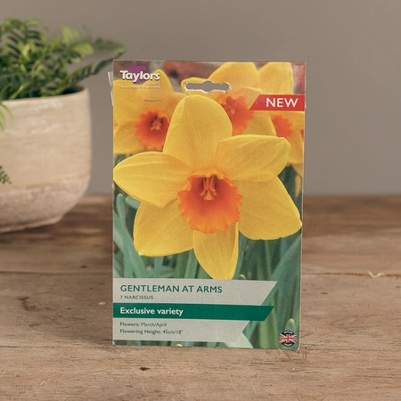 Narcissi Gentleman At Arms
