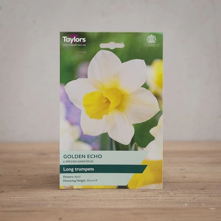 Narcissi Golden Echo