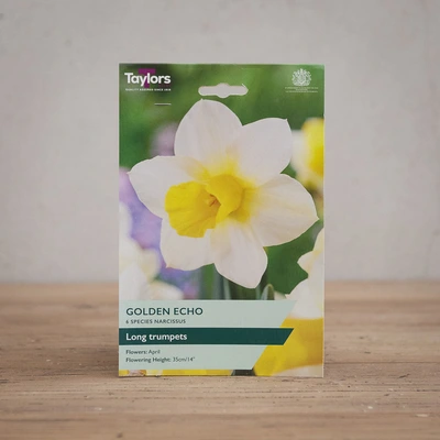 Narcissi Golden Echo