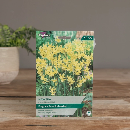 Narcissi Hawera