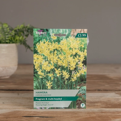 Narcissi Hawera