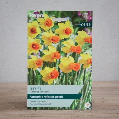 Narcissi Jetfire